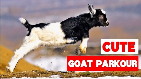 Greatest Baby Goat Jumping and Parkour Compilation
