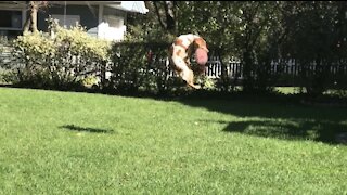 Check out this dog's frisbee-catching highlight reel