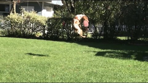 Check out this dog's frisbee-catching highlight reel