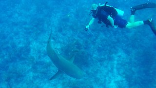 Scuba divers have mixed reactions when sharks circle and bump them