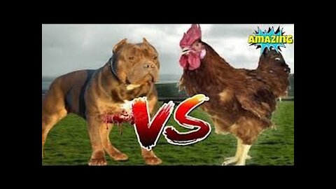 dogs versus chickens when dogs run like chicken ...