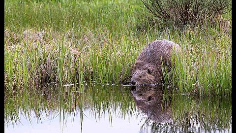 Saving California May Require Spying on Beavers From Space - Yes, Really