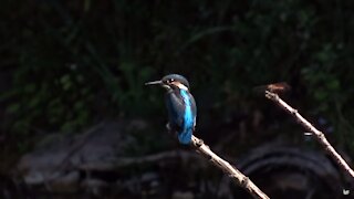 Kingfisher sitting next to a dragonfly | Animals
