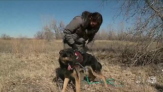 Colorado nonprofit looks to use search and rescue dogs to help vets adjust to life back home