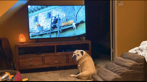 Bulldog Sees Mouse On Tv, Has Amazing Reaction