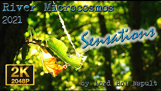 River Microcosmos 2021 - Sensations