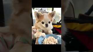 What Happens When You Get a Chihuahua? You'll NEVER Believe It!