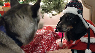 Excited dogs open all their own Christmas presents