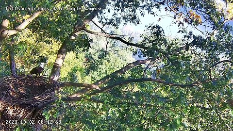 Hays Eagles Nest V shows up to Inspect the Nest 10.2.23 8:41am