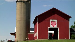 Farmers adapt to safety measures during strawberry picking season