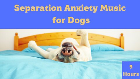 9 Hours of Deep Separation Anxiety Music for Dog Relaxation - Your Dog will thank you!