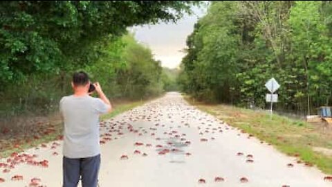 Epic migration of red crabs in Australia