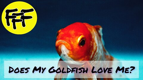 Does My Goldfish Love Me?