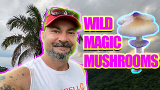 PSILOCYBE CUBENSIS AND GROWING OUTDOORS (MAGIC MUSHROOMS)