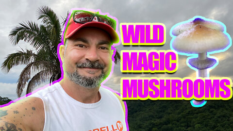 PSILOCYBE CUBENSIS AND GROWING OUTDOORS (MAGIC MUSHROOMS)