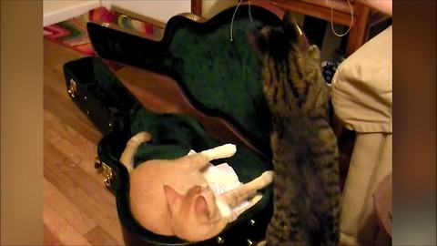 Two Cats VS A Guitar Case