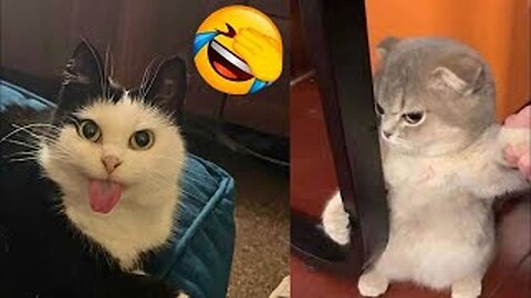 New Funny Animals & Funniest Cats and Dogs Videos 😂🐶😹