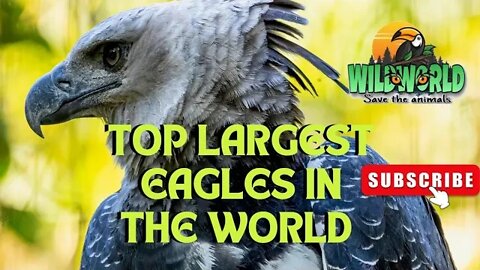 top largest eagles in the world
