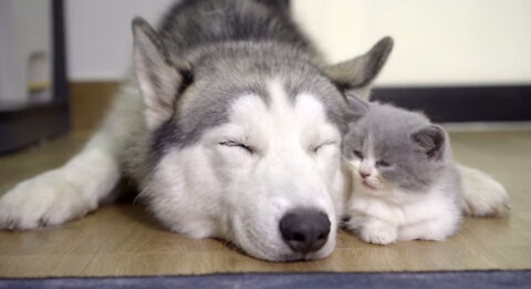 Kittens play with Husky