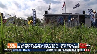 All-Alaskan Racing Pigs hit the track at the Kern County Fair