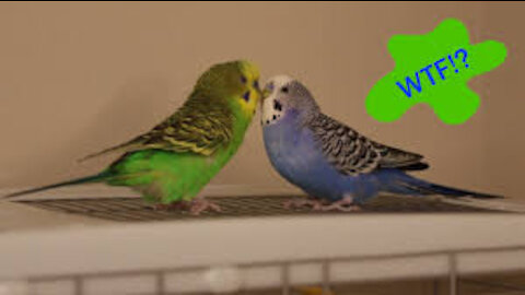 Budgerigar agrees that his wife is crazy during