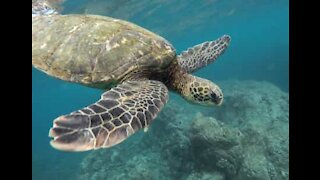 Une touriste échappe à l'attaque d'une tortue de mer
