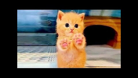 Cute cat And Funny Animals Compilation