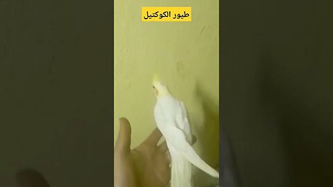 طيور الكوكتيل كيوت روعة مرحبا