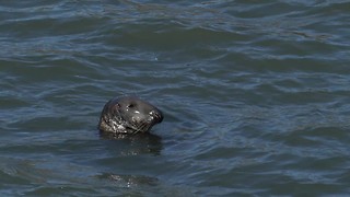 Seal Spotted Near Agatha Christie’s Favourite Bathing Spots