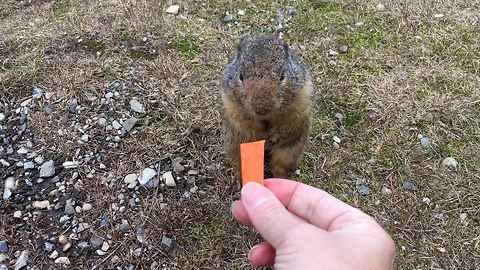 Ground Squirrel is Very "Hoppy" to Receive Tasty Carrot from Local Visitor