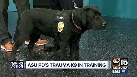 ASU police trauma K-9 stops by ABC15 studios!