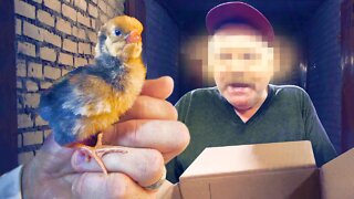 This is my underground chicken dealer