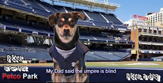 The Umpire is blind