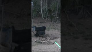 Sometimes I make the perfect shot! Hog Hunting in GA.