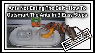 How To Get Rid Of Ants When They Won't Eat The Bait - Outsmart The Ants In 3 Easy Steps!