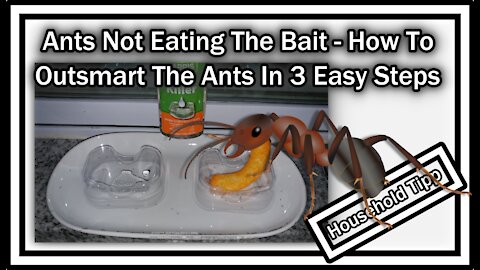 How To Get Rid Of Ants When They Won't Eat The Bait - Outsmart The Ants In 3 Easy Steps!