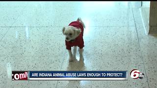 Animal rights advocates say not enough is being done to prosecute those who abuse pets