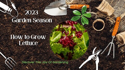 How to grow lettuce and salad fixings