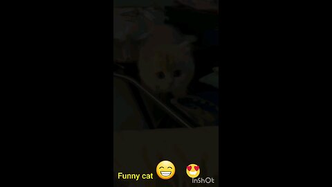 funny cat video amazing video