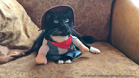 Great Dane Checks out Cat in Halloween Costume