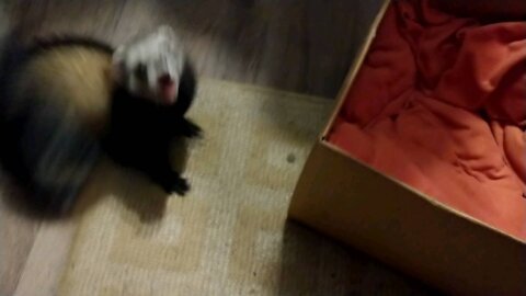 Ferret likes the cat toys