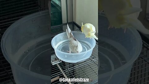 Cockatiels bath time