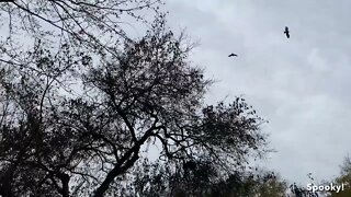 A Murder Of Crows