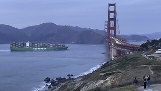 Evergreen under the Golden Gate Bridge