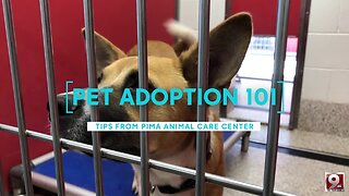 Pet Adoption 101: Tips from Pima Animal Care Center