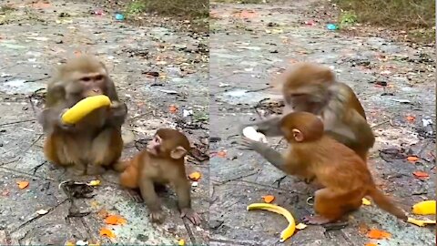 Manky cute and mom | Funny & Cute Animals | funny animal videos