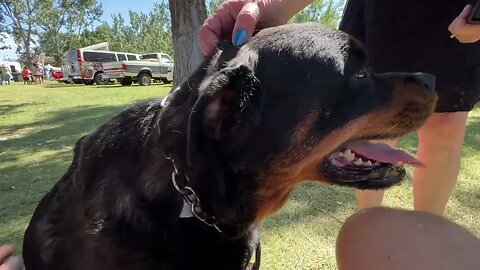 Rottweiler Reacts To Strangers Petting Him In Public