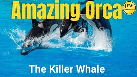 Amazing ORCA - The Killer Whale | Sea World