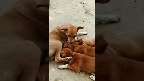 Heartwarming video of a mother dog nursing her adorable puppies #puppy #dog #viral #trending