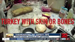 Thanksgiving pet safety tips